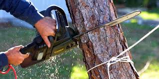Best Tree Trimming and Pruning  in Stratford, CA