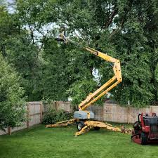 Professional Tree Care in Stratford, CA