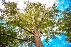 Best Root Management and Removal  in Stratford, CA