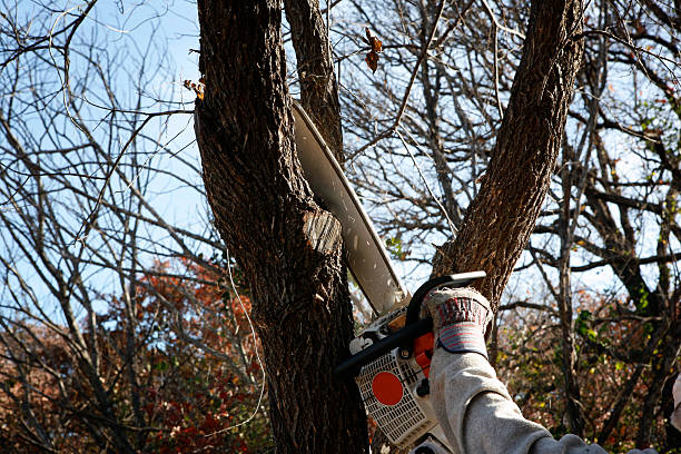Best Leaf Removal  in Stratford, CA