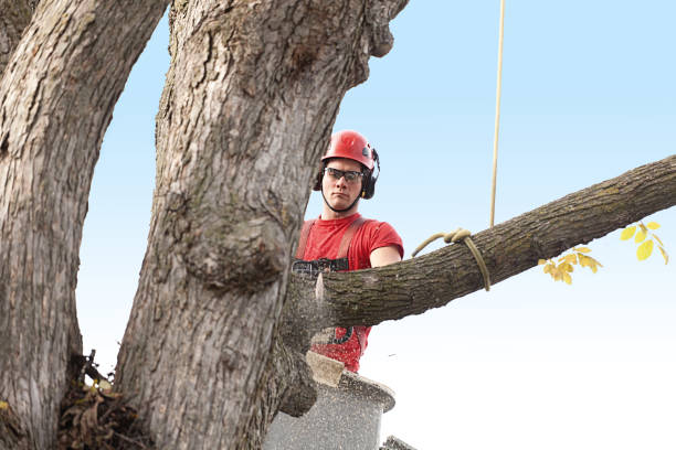 Best Tree Cabling and Bracing  in Stratford, CA